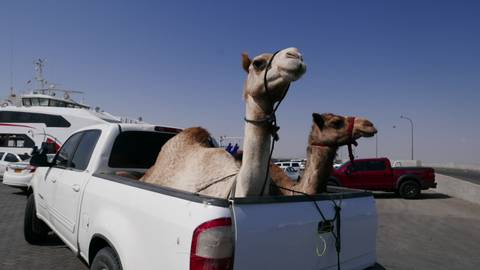 Two camels standing in the back of a white pickup truck at a ferry port with vehicles and boats behind.
