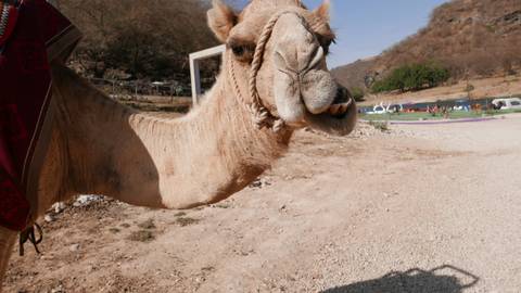 Friendly camel head in desert setting with hills and parked tour buses in the distance.