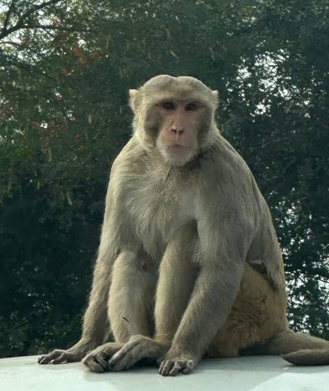 Close-up of a rhesus monkey perched on a ledge with blurred foliage background.