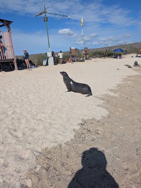 A lone sea lion on a sandy beach with people and boards in the distant background.