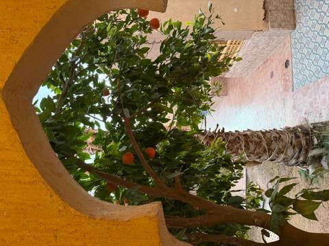Courtyard view framed by an arched wall, featuring an orange tree and a tall palm in tiled surroundings.