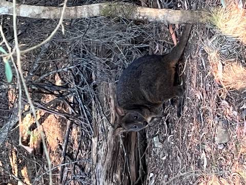 Small dark wallaby crouches among twigs and leaf litter on the forest floor.