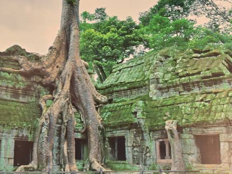 Ancient stone temple walls intertwined with massive tree roots in a lush jungle setting.