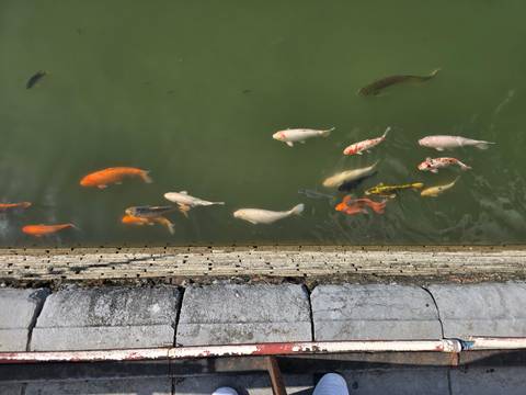 Top-down view of colorful koi fish swimming in a green pond beside a stone edge.