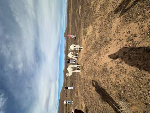 Tourists photographing a trio of white camels in a wide desert plain