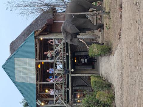 A wild elephant strolls past a safari lodge as onlookers watch from an elevated deck.