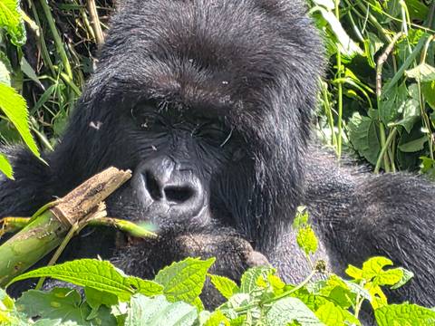 Close-up of a mountain gorilla eating green vegetation in dense jungle.