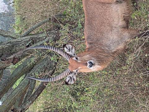 Portrait of a waterbuck with impressive curved horns standing among bushes.