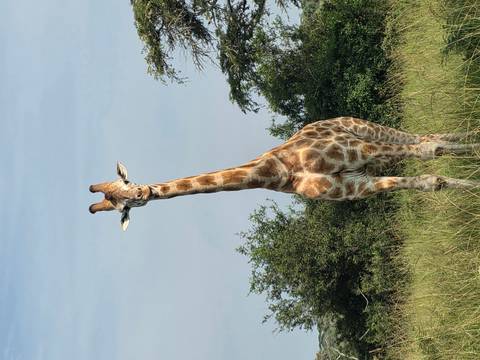 Tall giraffe stands alert in grassy savannah with blue sky backdrop.