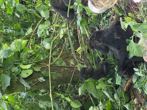 Mother gorilla lounges while a playful infant reaches out in dense forest foliage.