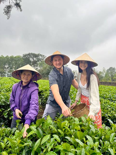 Travelers wearing conical hats harvesting tea alongside a local farmer.