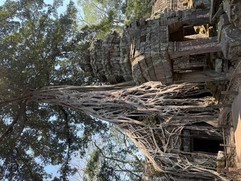 Massive tree roots enveloping ancient stone ruins at Ta Prohm temple.