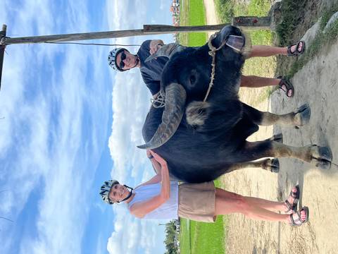 Travellers wearing bike helmets pet a large water buffalo in a rural rice-field setting.