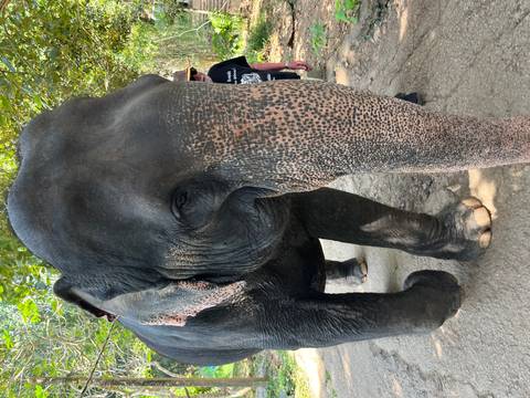 Close-up of an Asian elephant’s textured face with tourist partly visible in background.