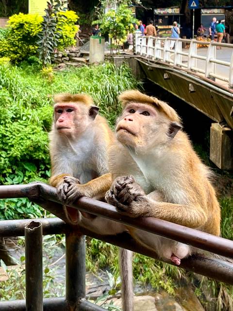 Two macaque monkeys perch on a wooden railing staring thoughtfully upward.