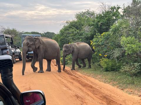 Two wild elephants cross a red dirt safari track between jeeps and flowering bushes.