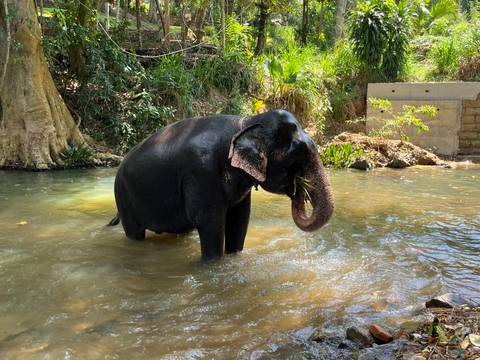 Elephant cools off while standing in a shallow jungle river, water dripping from trunk.