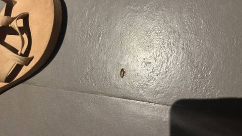 Small cockroach lying on a tiled floor beside a sandal