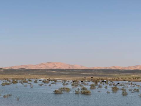 Seasonal lake with grazing camels set before rolling orange sand dunes of the Sahara.