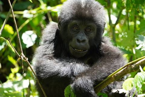 Close-up of an inquisitive baby gorilla framed by lush green leaves.