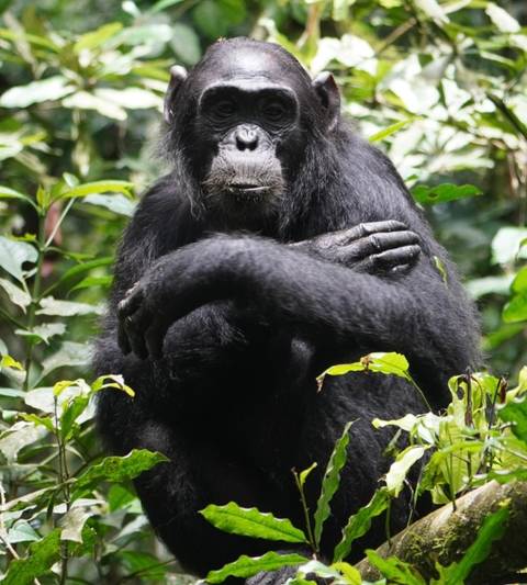 Experience Uganda Gorillas, Chimps, Golden monkeys & Big 5 (Exclusively Private) customer review photo