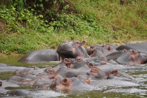 Cluster of hippos half-submerged in a river with one looking up toward the camera.