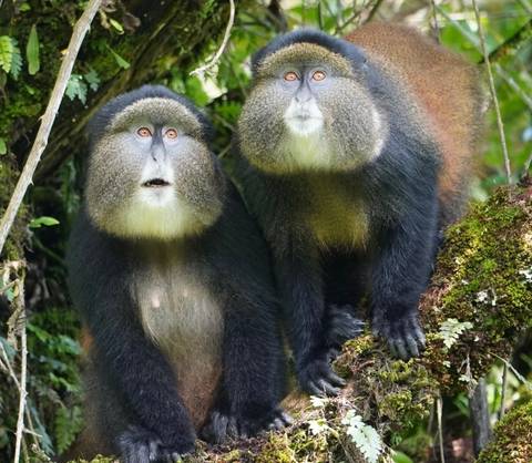 Pair of endangered golden monkeys perched on a mossy branch in lush forest.