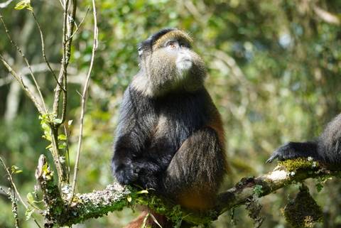 Golden monkey sitting pensively on a branch with dappled sunlight behind.