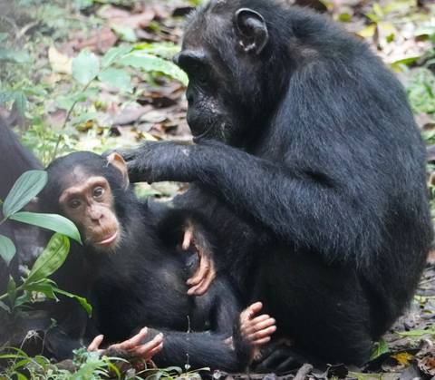Experience Uganda Gorillas, Chimps, Golden monkeys & Big 5 (Exclusively Private) customer review photo
