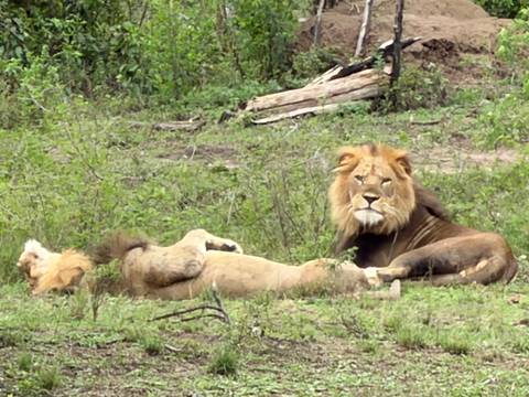 Two male lions resting on grassy ground in the bush, one lying on its back.