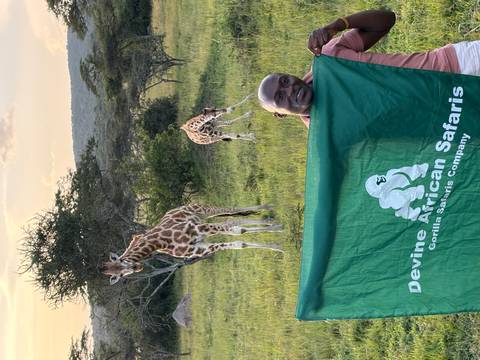 Guide holding a green safari banner in front of two young giraffes on open savanna.