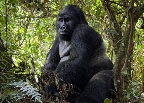 Mountain gorilla seated among dense forest foliage, calmly looking ahead.