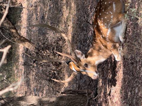 Spotted deer resting on ground while a small bird sits on its antlers