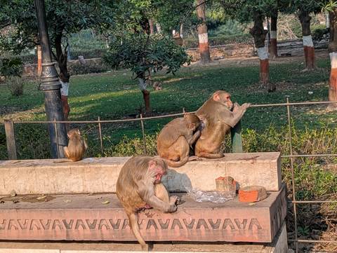 Group of wild monkeys resting on a stone platform in a green park