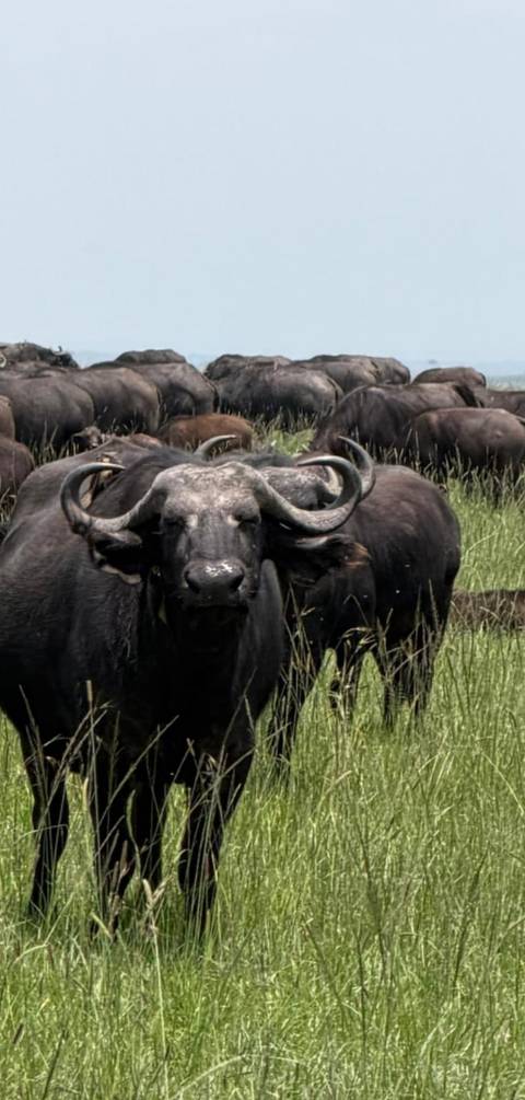 foto de reseña de cliente de Safari de 3 días por el Masai Mara
