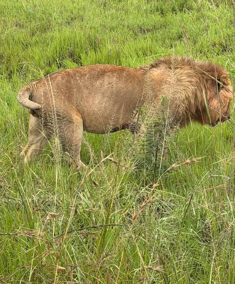 Close crop of a lion standing in tall green grass, only the hindquarters and mane partially visible.