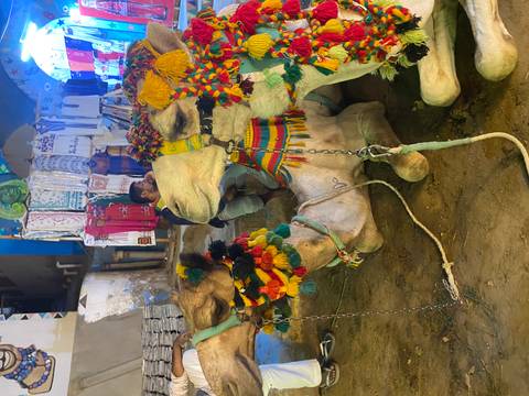 Colorfully adorned camels resting at a lively night market with a seated vendor in the background.