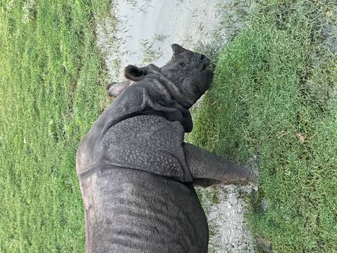 One-horned rhinoceros grazing in a marshy grassland in Chitwan National Park.