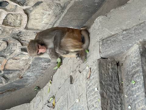 A rhesus macaque sits pensively on stone steps beside temple walls.