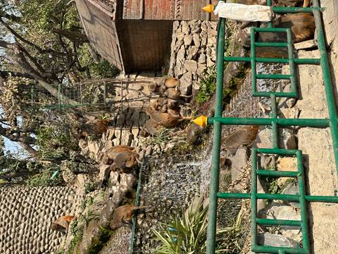 Group of monkeys lounging on rocky terraces beside a small cascading waterfall behind a green metal railing in a zoo-like setting