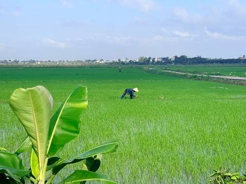 Farmer wearing a conical hat works in bright green rice paddies.