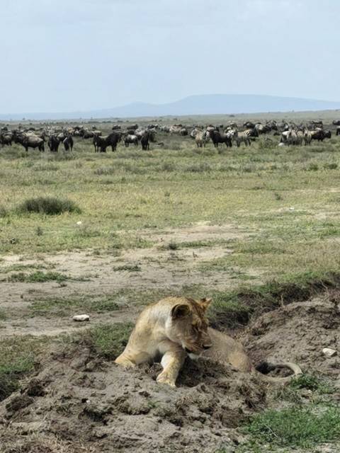 Photo d'avis client sur Safari classique Big Five en Tanzanie **Approche de voyage durable