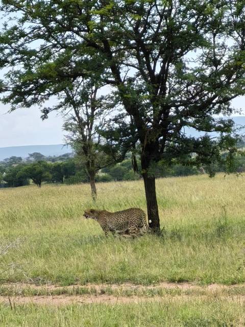 Photo d'avis client sur Safari classique Big Five en Tanzanie **Approche de voyage durable