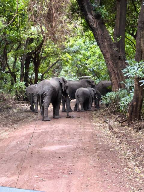 Photo d'avis client sur Safari classique Big Five en Tanzanie **Approche de voyage durable