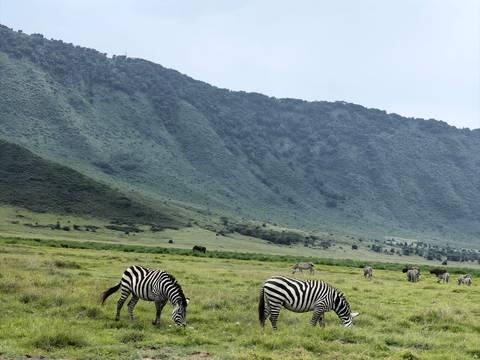 Zebras graze on a green plain with a steep forested crater wall rising behind them.