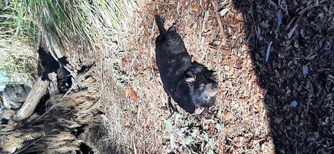 A Tasmanian devil naps on mulch in dappled sunlight at a wildlife sanctuary.