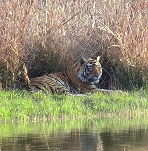 foto de reseña de cliente de Viaje al Triángulo de Oro con Castillos Reales y Safari con Tigred