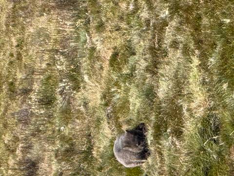A distant wombat blends into dry grassland in a photo that lacks sharp focus.