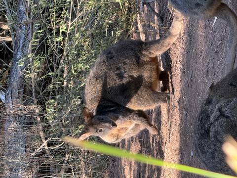 A shy wallaby pauses in shaded undergrowth, its fur catching dappled light.