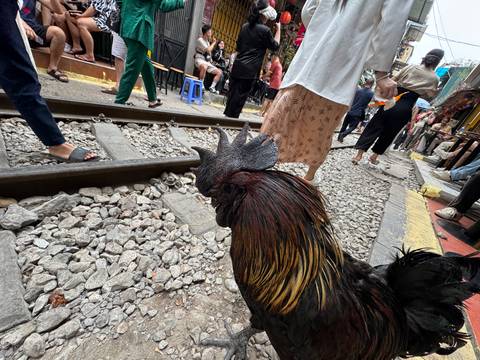 A curious rooster stands beside Hanoi's famous railway track with crowded cafés in the background.